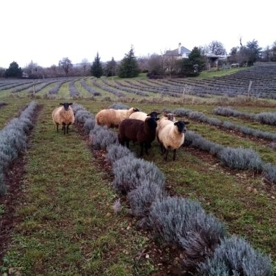 Des brebis entre les rangs de lavande